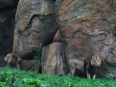 Zoos Wuppertal, Dortmund y Gelsenkirchen 01-10-09 189 Zoos Wuppertal, Dortmund y Gelsenkirchen 01-10-09 189