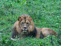 Zoos Wuppertal, Dortmund y Gelsenkirchen 01-10-09 206 Zoos Wuppertal, Dortmund y Gelsenkirchen 01-10-09 206
