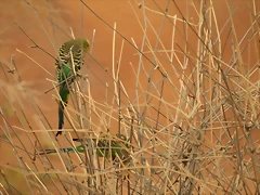 IMG_0065 IMG_0065