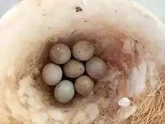 Huevos jilguero hueros
