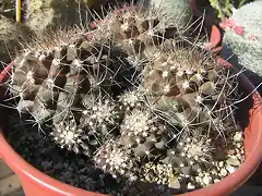 C. aff. humilis