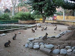 Zoo Barcelona 29-11-11 254