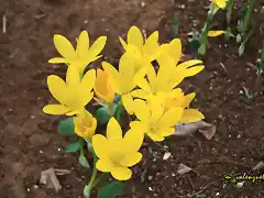 10, primeras flores en la Estrella, marca