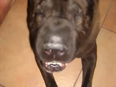 que buena mascota que buena mascota