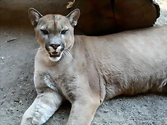 Zoo Barcelona, Faunia y Safari Madrid 1583