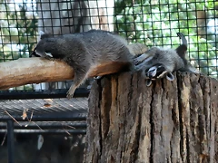 Zoo Barcelona, Faunia y Safari Madrid 1680