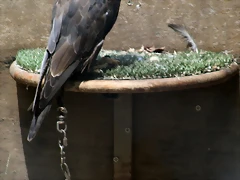 Zoo Barcelona, Faunia y Safari Madrid 1668