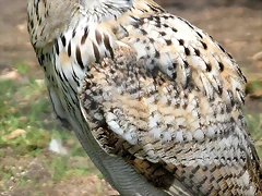 Zoo Barcelona, Faunia y Safari Madrid 1666