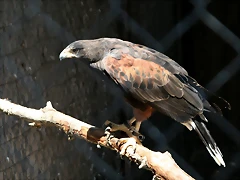 Zoo Barcelona, Faunia y Safari Madrid 1677