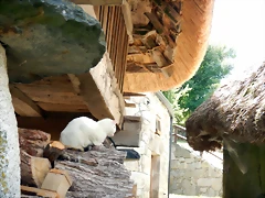 DSCN8254 DSCN8254