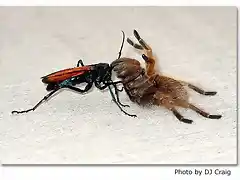 wasp[1]