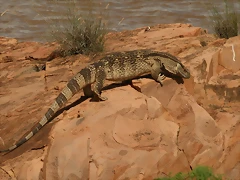 Johannesburg Kruger març 2009 1139 Johannesburg Kruger març 2009 1139