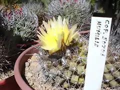 Copiapoa humilis