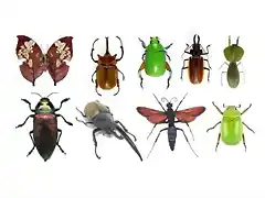 INSECTOS