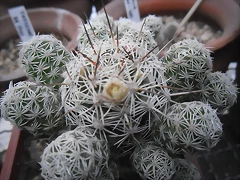 SAM_1350 SAM_1350