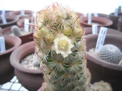 SAM_1349 SAM_1349