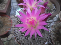 SAM_1351 SAM_1351
