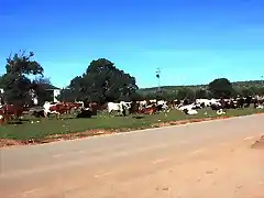 vacas 1