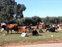 vacas 002