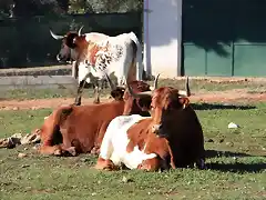 vacas 003