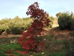 caqui en la huerta 2