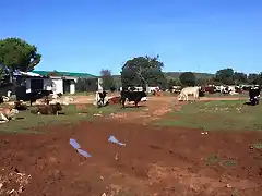 vacas 001