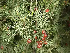 Enebro (Juniperus oxycedrus) hembra