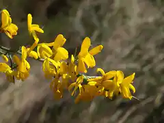 Aliaga (Genista scorpius)