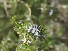 Romero (Rosmarinus oficinalis)