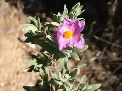 jara blanca (Cistus albidus)