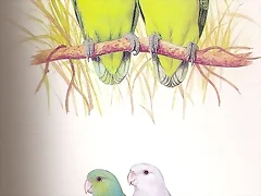 Inseparable de cabeza gris Inseparable de cabeza gris