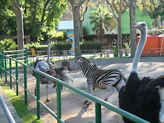 Zoo de Barcelona 18-10-10 719 Zoo de Barcelona 18-10-10 719