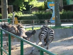 Zoo de Barcelona 18-10-10 720 Zoo de Barcelona 18-10-10 720