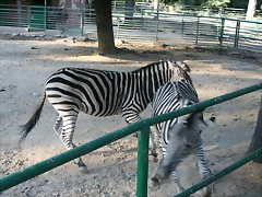 Zoo de Barcelona 18-10-10 771 Zoo de Barcelona 18-10-10 771