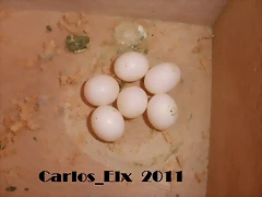 6 huevo de kitty