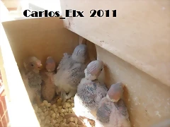 pollos 7-9-2011