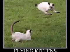 03_flying_kittens-480x435