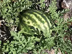 Sandia en mata