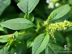 amaranthus-hybridus-bledo-sabia
