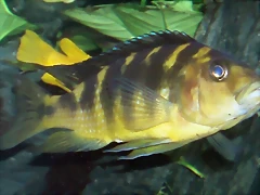 Pseudotropheus crabro Pseudotropheus crabro