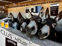 burros