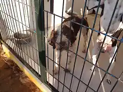 perro agua otra