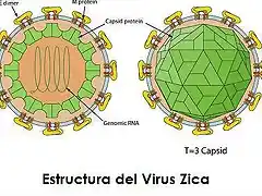 Que-es-el-virus-Zika