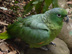 Amazona farinosa 2 Amazona farinosa 2