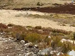 Pista nueva MatoaltoCernado a Curros Mosenda (3)