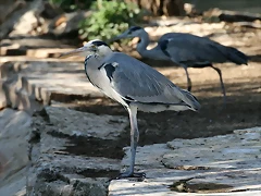 Zoo de Barcelona 09-02-11 165 Zoo de Barcelona 09-02-11 165