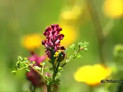 13, florecilla 3, marca