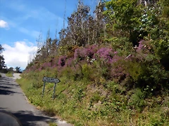 DSCN1559 DSCN1559