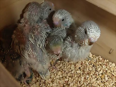 Minis Minis