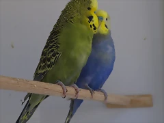 Oliva (3) Oliva (3)